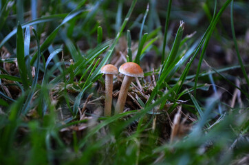 mushroom in the forest