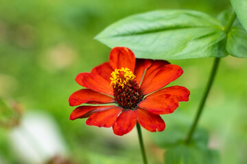 red flower in the garden