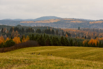 Obraz premium Autumn and its colors on the farm