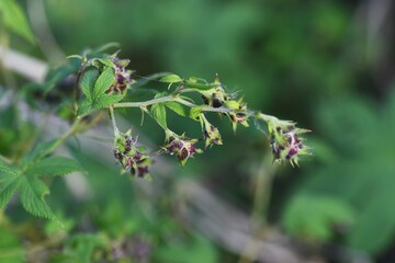 Humulus  scandens female flower / Cannabaceae annual vine grass.