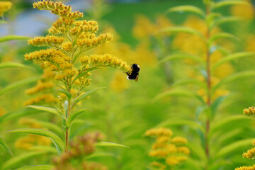 bee on a flower