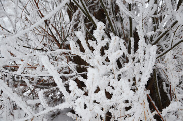 winter, snow on the branches of a tree, winter background