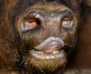 European bison (Bison bonasus), also known as the wisent. Muzzle of an animal at close range. The...