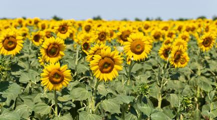 Fototapeta premium Field of Golden sunflowers, illuminated by the midday sun. Sunflower Flower Blossom.