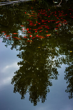 Gold Fish Pond With The Reflection On The Sky