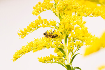Obraz premium honey bee on yellow wild flowers