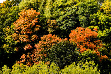Fototapeta premium autumn in the forest