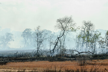 Burned in mangroves, with fire, smoke, trees and ash soil in Pitimbu, Paraiba State, Brazil on January 21, 2007.