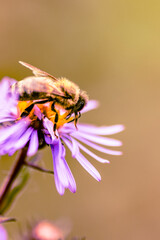 Golden light surrounding purple wild flower with a bee