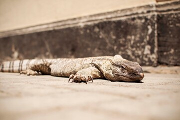 Animal