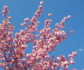 Cherry blossom against blue sky