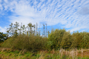 Naturschutzgebiet Duvenstedter Brook