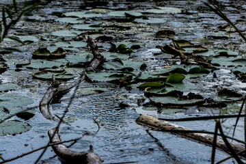 Lily pads in the rain