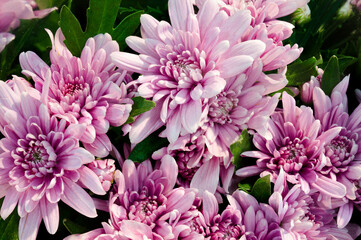 bright juicy fruits of Paradise apples in autumn on trees