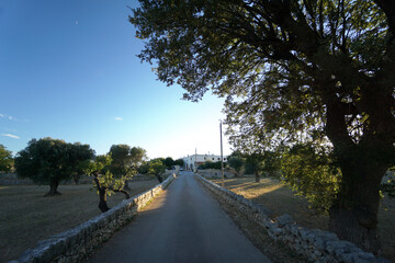 Fototapeta na wymiar driveway of a farm in Puglia in the suggestive Selva di Fasano