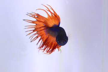 orange crowntail fancy betta fish. The betta fish which is predominantly orange in color, with a few other color combinations, looks beautiful in an aquarium against a separate white background