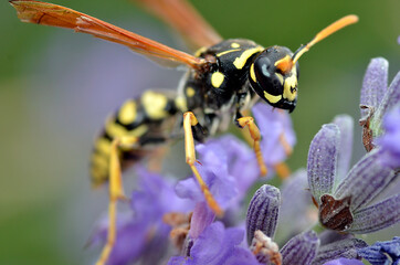 Macro of wasp seen of front on lavender flower