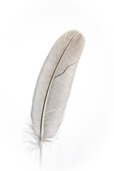 feather on white background