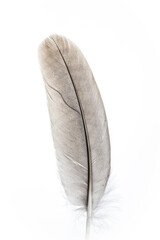 feather on white background