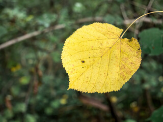 Single isolated yellow leaf on green blurred background. First sign of autumn.