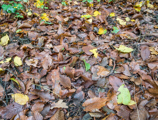 Many colored leaves on the ground. Carpet of fallen yellow leaves in the forest.