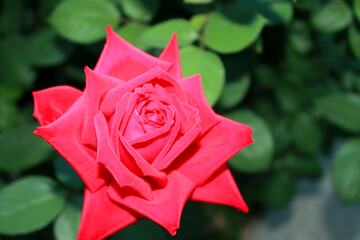 rose,red rose