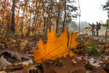 Two travelers walking by autumn forest. Colourful nature background.