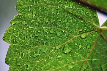 Primer plano de hoja mojada de lluvia
