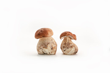 Beautiful fresh porcini mushrooms  on white background isolated season healthy food 
