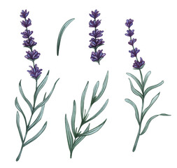 Lavender flowers set. Watercolor illustrations of lavender flowers and leaves