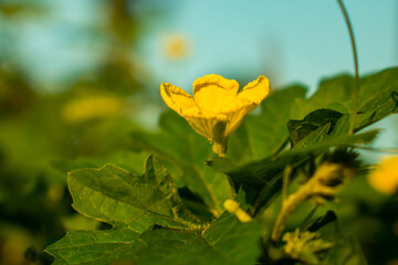 Jhinge flower plant on front of the leaving room