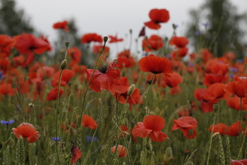 Poppy field