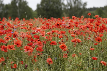 Poppy field