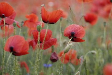 Poppy field