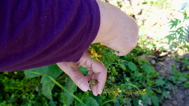 Woman picking St. John's wort flower