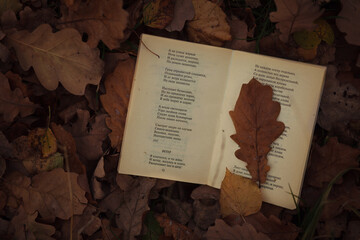 Naklejka na ściany i meble book and leaves