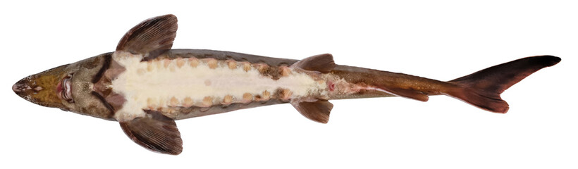 Fototapeta Sturgeon isolated on white background. Fish underside obraz