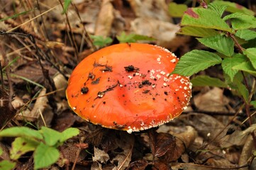 Otoño en la Sierra de San Vicente (Toledo)
