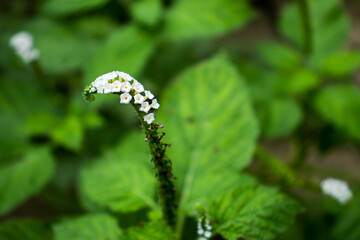 The tiny white grass flower name is clump of Alyssum