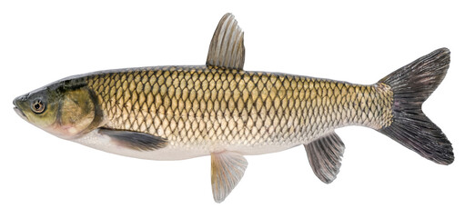 Grass carp fish with scales. Raw river fish. Fresh goldfish, side view. Isolated on white background