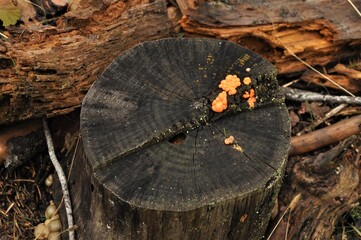 Otoño en la Sierra de San Vicente (Toledo)