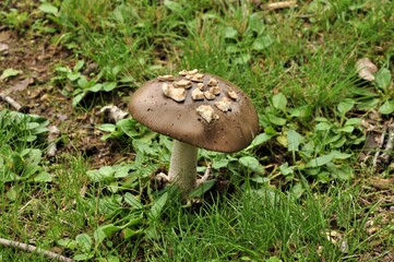 Otoño en la Sierra de San Vicente (Toledo)