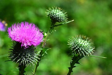 Pink flower and spiky flower buds of Spiny Plumeless Thistle plant, latin name Carduus acanthoides, sunbathing in summer sunshine. 