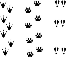 Animal footprints on a white background