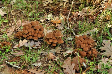 Otoño en la Sierra de San Vicente (Toledo)