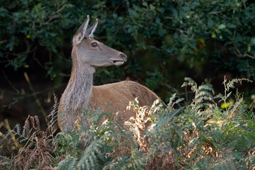 Red Deer Hind (Cervus elaphus) at the edge of a dark forest