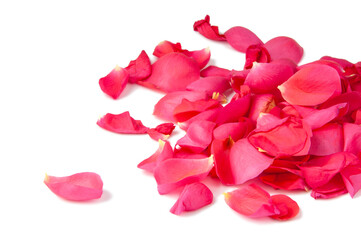 Pink petals of rose isolated on the white background