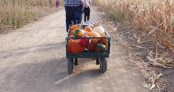Pulling a cart full of pumpkins from the pumpkin patch for a fall harvest or Halloween.