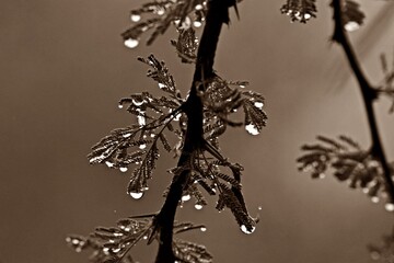 Hojas  mojadas con la lluvia en sepia.