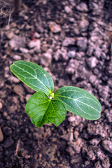 Bottle Gourd seedlings sprout that grow up alone